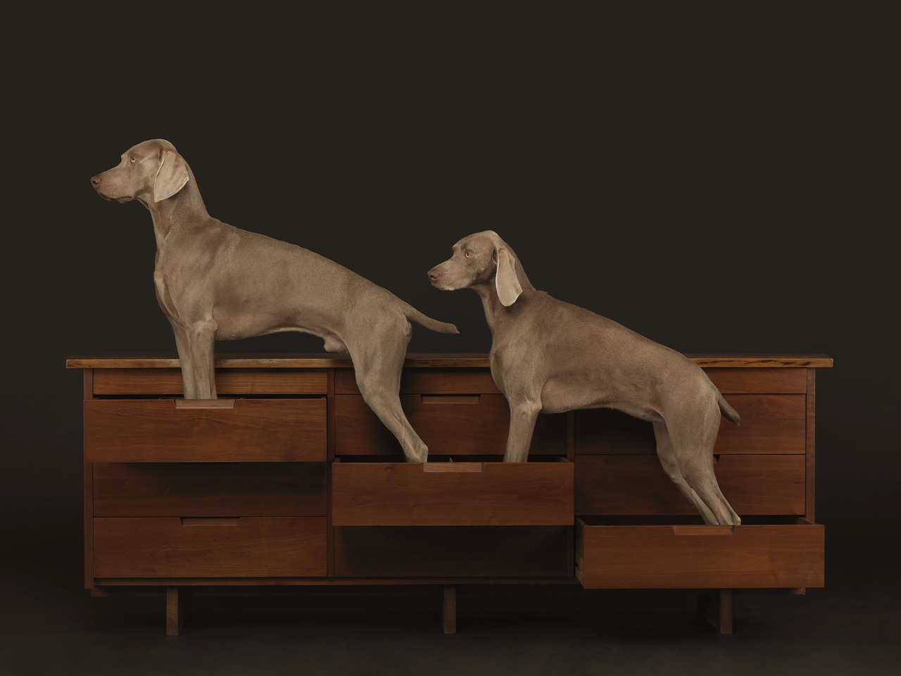 ce-sac-contient: William Wegman - Stop Action, 2015 Epreuve pigmentaire (101,6 x