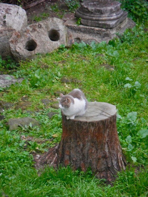 Gatto su un ceppo di albero, santuario di gatto di Torre Argentina (Area Sacra del Largo Argentina),