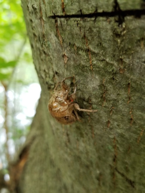 Cicada shell