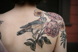 allisonrosecast:  wonderlandtattoospdx:  kirstenmakestattoos:  Finished up this piece on Tara of an American kestrel, English roses and wild roses. Black healed, color in bird healed, color in botanicals fresh. Thanks so much, lady!  We met at the tattoo