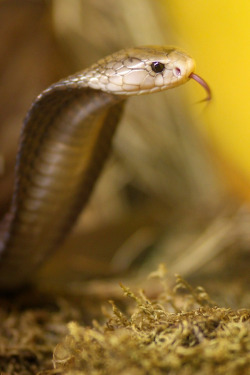 snake-lovers:  Javan Spitting Cobra (Naja