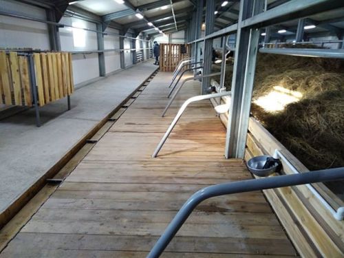 Opening of a new livestock breeding complex of the Bytantay farm for120 Yakutian cattle, in the vill