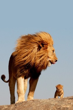 0rient-express:   The Lion King | by Neil