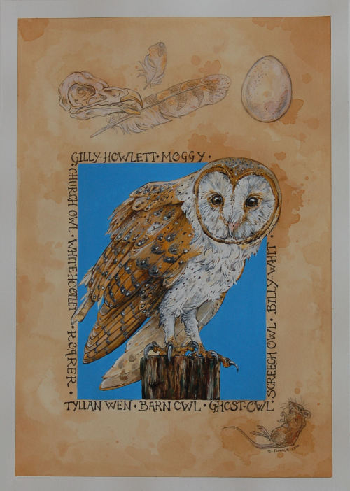 The Barn Owl.Everything that makes up a barn owl and some of is English and Welsh folk names.Finishe