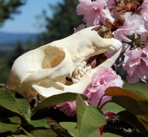 pacificremains: Joey in the cherry tree