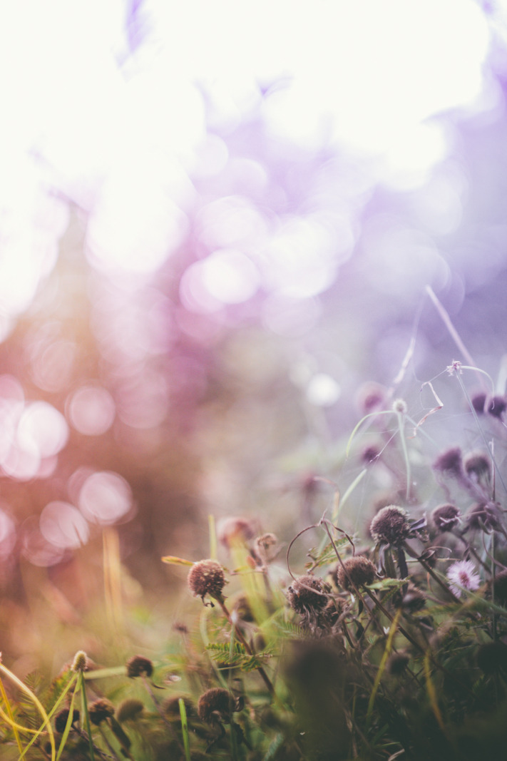 lensblr-network:  “ Beauty is but a flower which wrinkles will devour ; Brightness