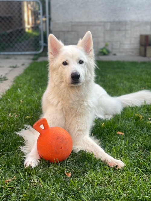 A Boy And His Emotional Support Ball.