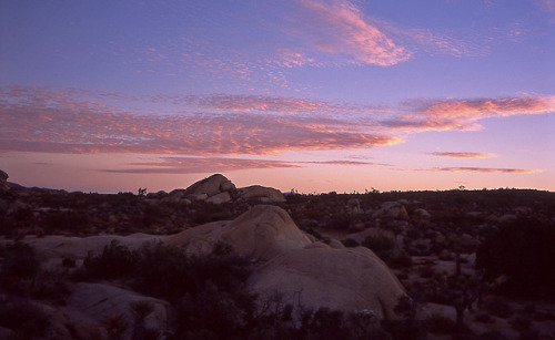 falldownhard: Last Light and High Noon// Joshua Tree National Park  Leica M6// Fujichrome Provi