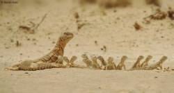 sealedbeastnue:  skies-of-salt: spacesnek:  An amazing photo showing an Egyptian Uromastyx (u. aegyptia) and her hatchlings. Photo taken by Karan Soni!   Too much cute.  Children This is Dirt. dirt?dirt?  dirt?dirt? dirt?dirt? dirt?  dirt?    dirt?