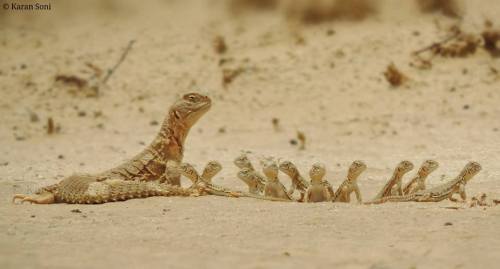 alcemistnv:sealedbeastnue:skies-of-salt:spacesnek:An amazing photo showing an Egyptian Uromastyx (u.