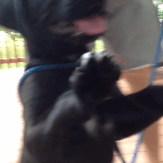 Puppy