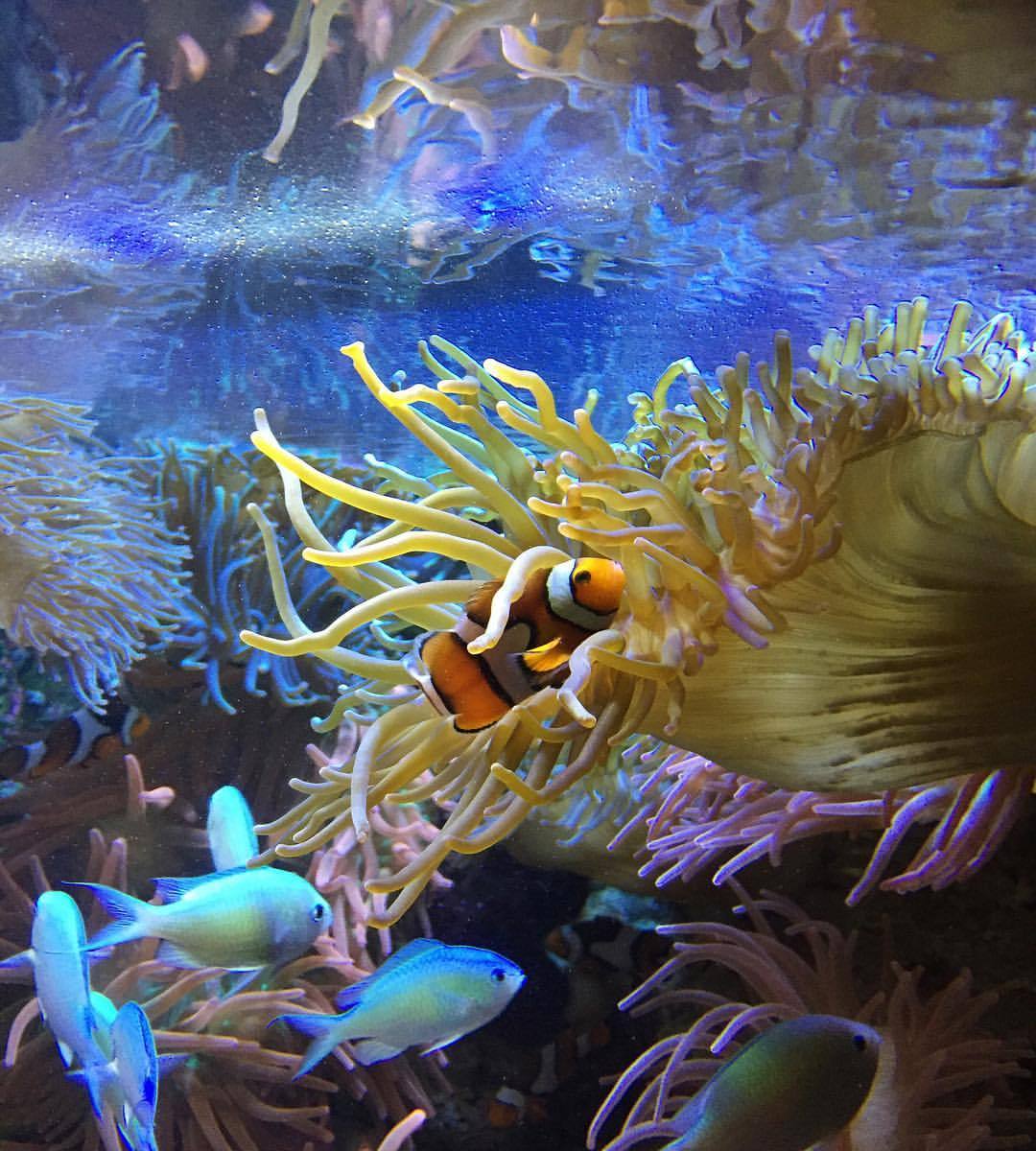 strike-me-down-with-lightning:  #clownfish #Georgia #georgiaaquarium #aquarium #fish
