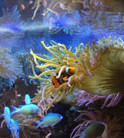 strike-me-down-with-lightning:  #clownfish #Georgia #georgiaaquarium #aquarium #fish #fishtank #atlanta #instagood #instadaily #igdaily