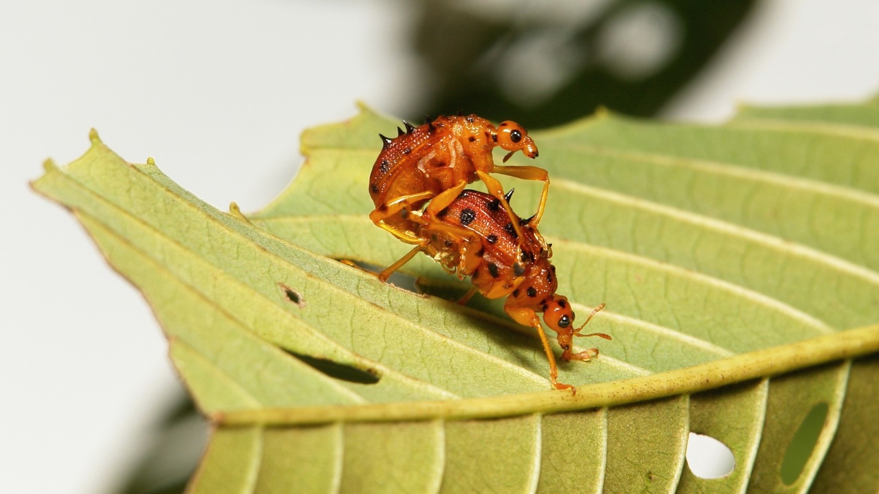 sinobug:  The TOP TEN BEETLE images taken in 2015 and posted to itchydogimages on