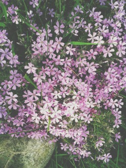 Rococo-Girls-Shrine:  Latvian Countryside Flowers 