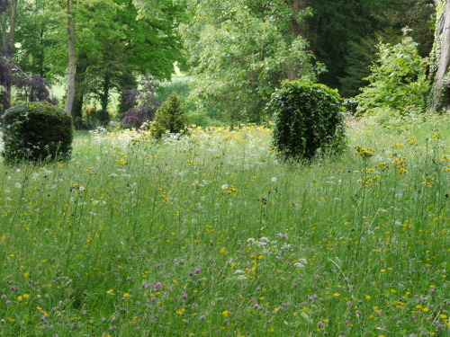 oldcourtdesign:Spring Meadows still looking wonderful