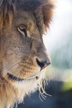 souhailbog:    Close profile portrait of