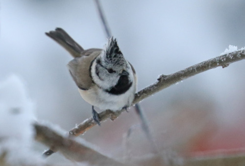 Crested tit/tofsmes.