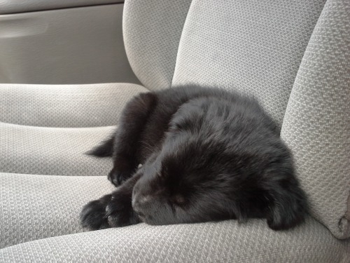 alifeofrandomness:  lumos5000:  grizzi-thebearpup:  I so good. Sleepy car rides~  if you are having a bad day, here is a sleepy puppy enjoy  Sleepy puppies are always good, bad day or not. 