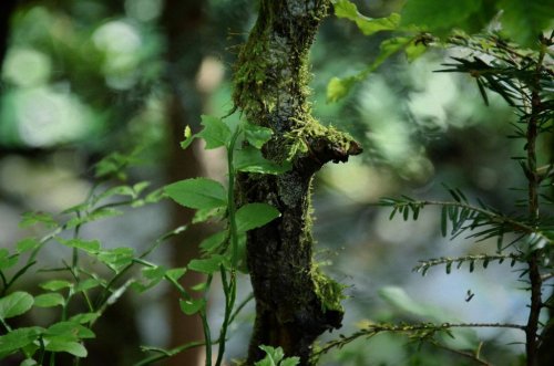 dehanginggarden: a tale from the deep woods and fjellheimen gir meg fred by verhaengnis