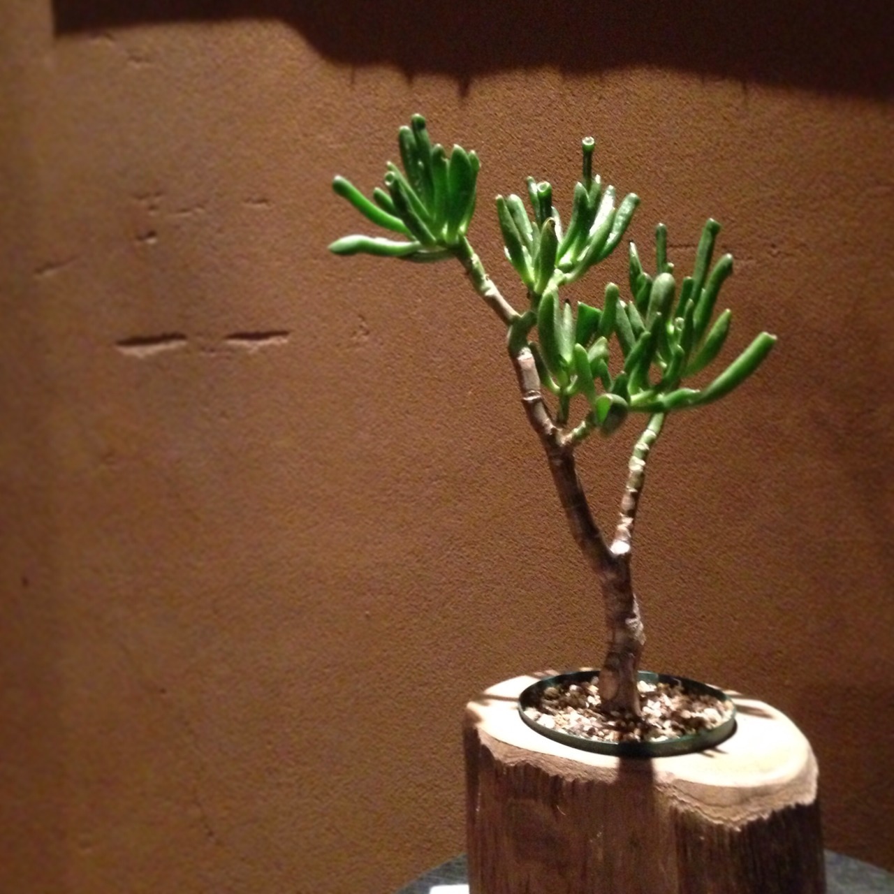 Plants Gift サボテン 多肉植物 クラッスラ ゴーラム 京都東山のフラワーショップ 花幸
