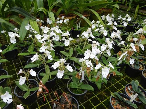 Habenaria carnea f. alba.Orchidaceae: Habenariiinae.By  Janyaporn Thawornsatitsakul. [x]
