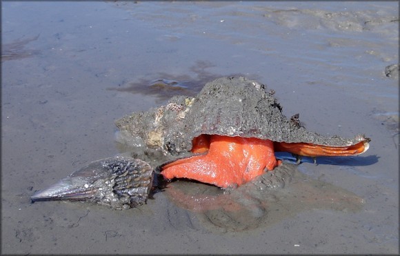 Deep Sea Via なにこれグロい 完全肉食の巨大な貝 トリプロフズス ギガンテウス の捕食映像