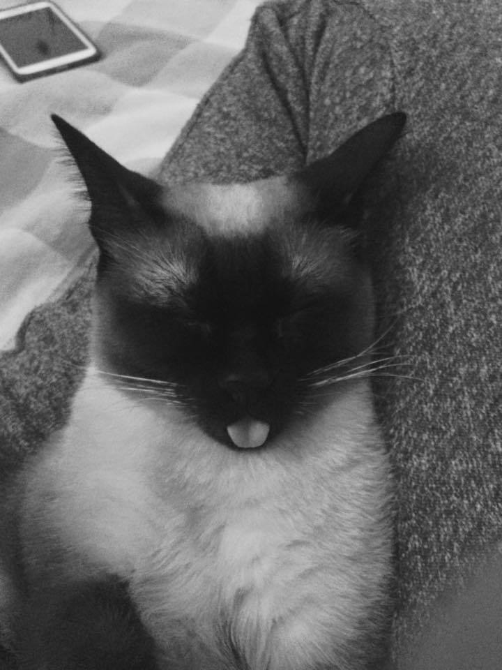 dailyblep:  Black and White blepdailyblep.tumblr.com source: http://imgur.com/r/blep/BWoKVyQ