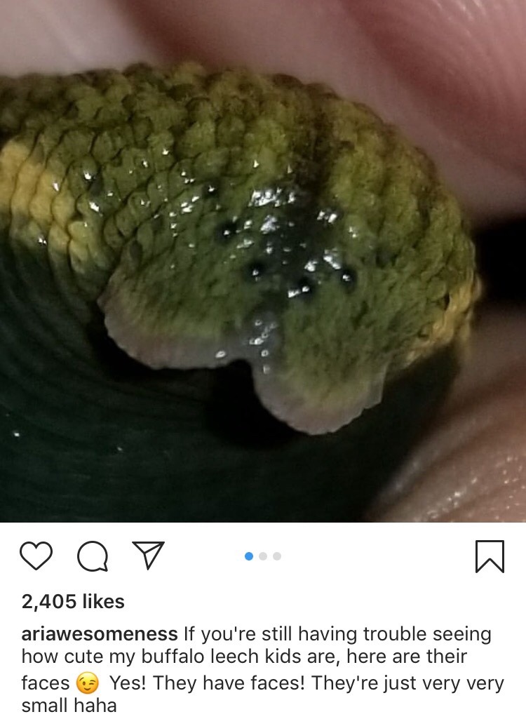 what's damage? — There's pet leech on instagram owns...