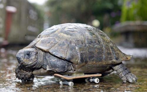fuckyeahdisabledanimals:[Image description: a photo of Hoppy, a three-legged tortoise with miniature
