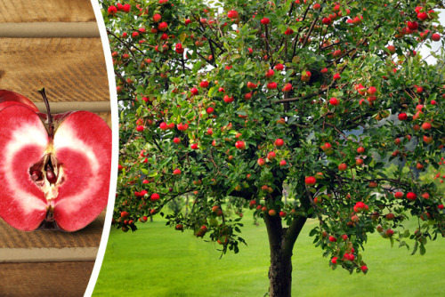 biodiverseed: Malus xRedlove ‘Circe’This red-fleshed cultivar was developed in 2010&mdas