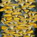 balkanparamo:Yellow Oyster Mushrooms (2022) by American artist, Vasilisa Romanenko