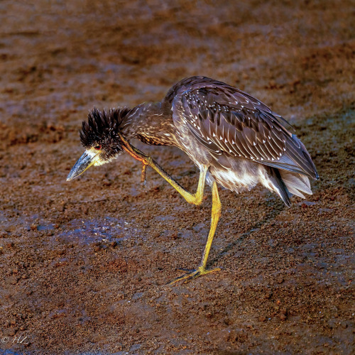 hannathebest1:Yellow-crowned Night-Heron (Juvenile)