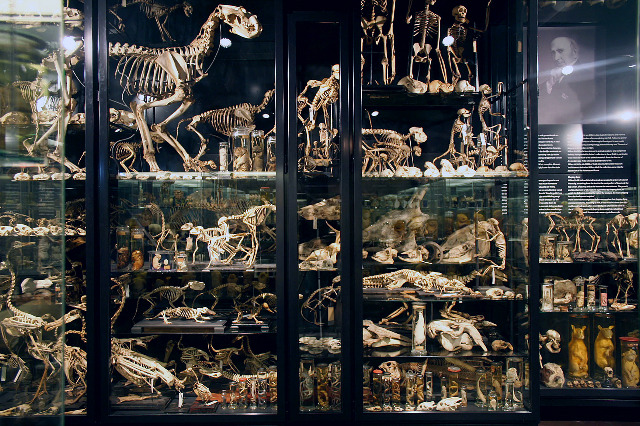 cartilage-and-fluid:  pythox:  Vrolik Museum, Amsterdam  I kind of want to live there