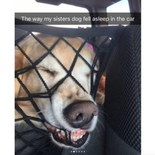 babyanimalgifs:  Dog snaps