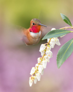 earthandanimals:    Rufous Hummingbird  