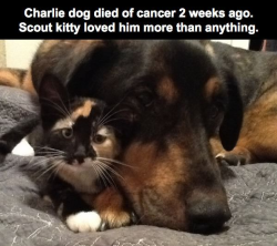 viralsocialstories:  hairstylesbeauty:  Lie Down. Try not to cry. Cry (via)  Touching story.