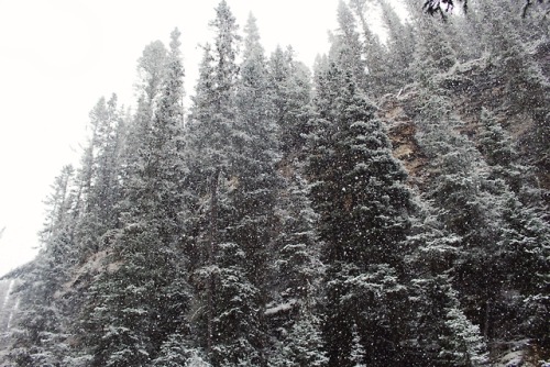 matchbox-mouse:Caught in a blizzard on a hike, Alberta.