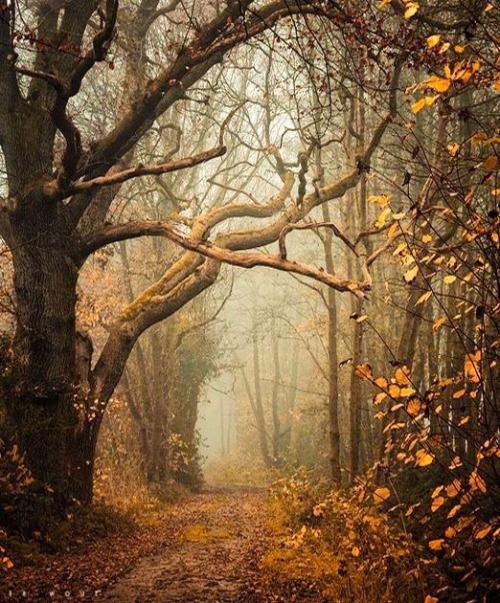 autumn-rainy:PSITHURISM (n); the sound of rustling leaves