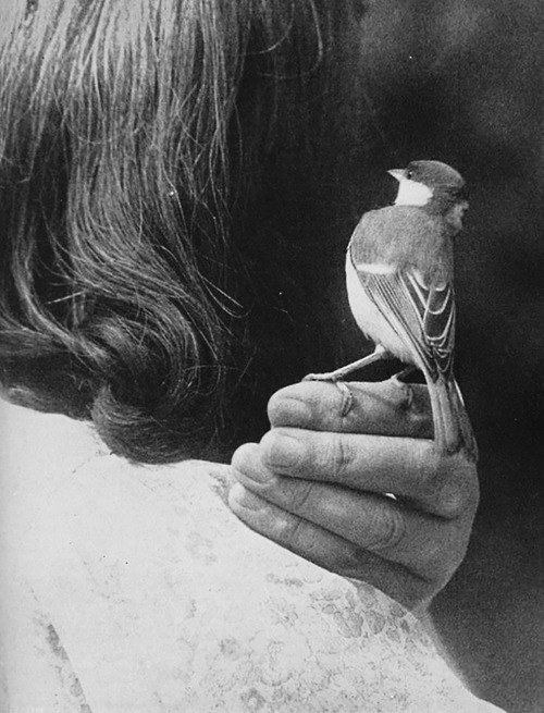 baddreamland: British naturalist Gwendolyn “Len” Howard (1894—1973) who let birds fly and roost in h