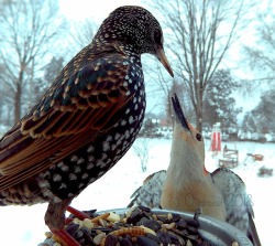 ostdrossel:  Another snow day! The camera had more than 11.000 photos on it… Peanut tried to stand up to this Starling, but he lost. 