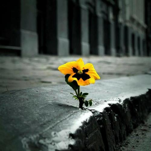 the-girl-without-ed:nothing says hope quite like flowers growing through the cracks in concretebeaut