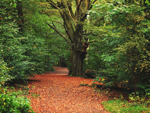 potteric carr nature reserve and ecclesall woods by Johnson Cameraface