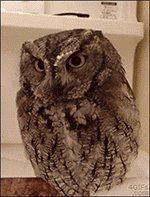 katswenski:   Owlie Pellets - Breakfast of Champions 