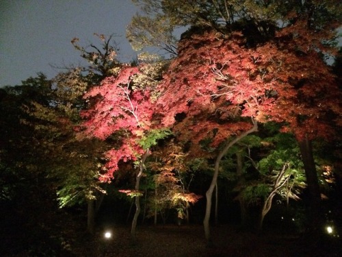 六義園イルミネーションRikugien IlluminationI went last weekend, but was a little disappointed. It was beautiful