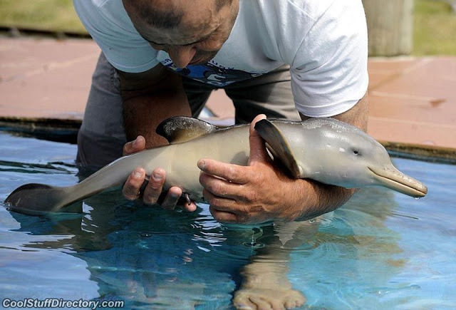 meistens:  cheekierpunk:  tiniest babs in the world  THE BABY FUCKING DOLPHIN AND