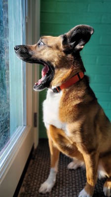 katiiie-lynn:Mornings after work with my babies are my favorite 🥰🐾💖The last shot is hilarious and perfectly captured, Freya mid yawn 🤣🤣🤣👌 Our gorgeous babies 🥰🥰😂 and the perfect shot of Freya