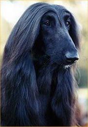 Harry Potter Characters As Dogs