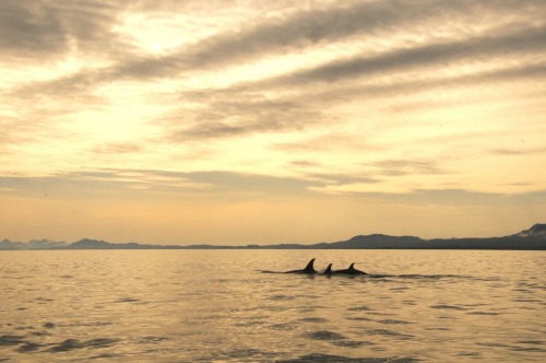 alaskan-orca: NGOS recently posted these new photos of AE pod and gave a nice update on the whales. 