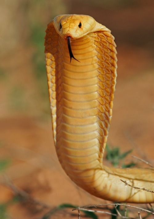 Cobra